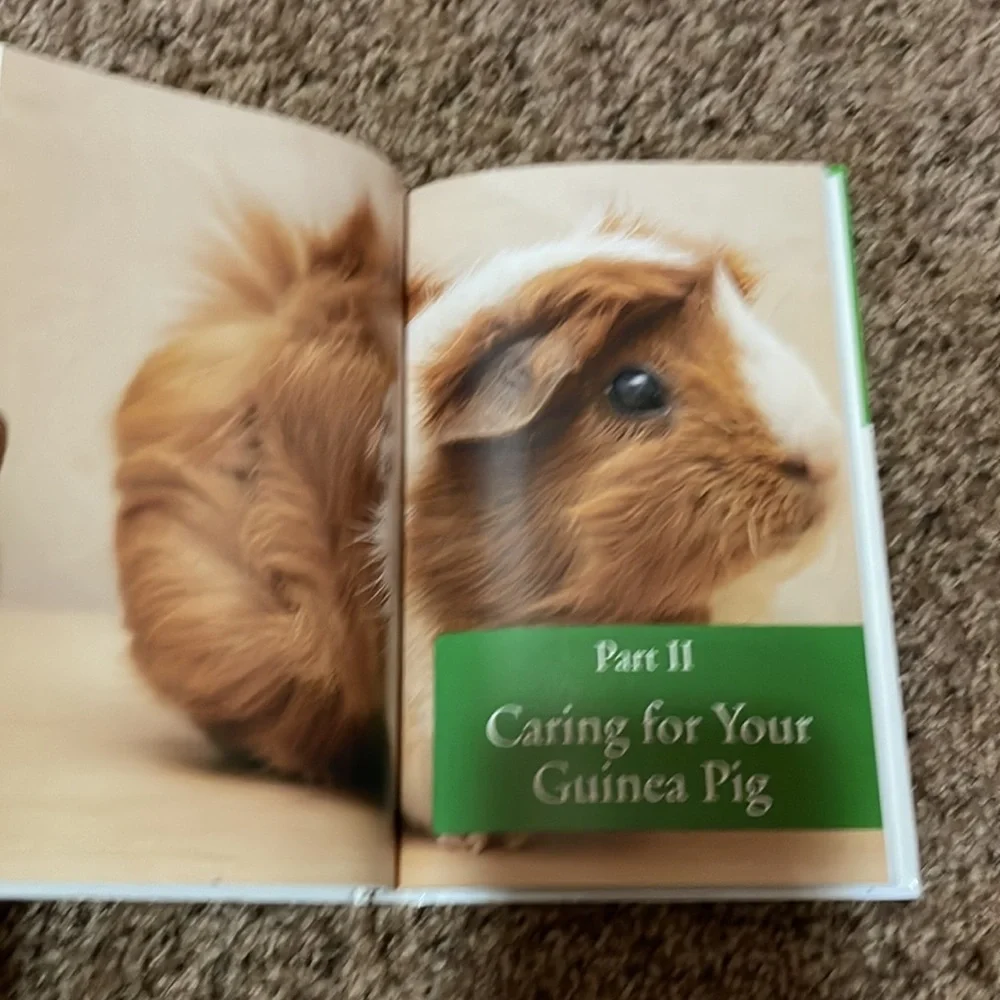 ✨Host Pick ✨ All things Guinea pigs.